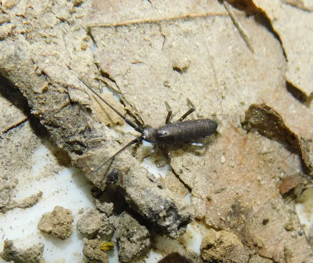 Collembola - Ugróvillások