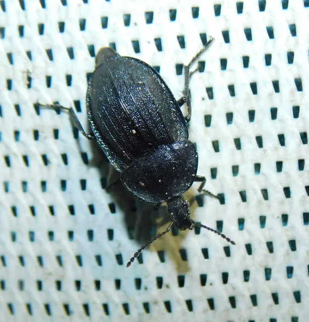 Phosphuga atrata - bordás csigarabló