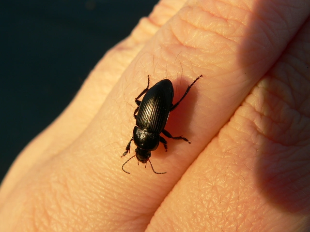 Harpalus caspius - keleti lomhafutó