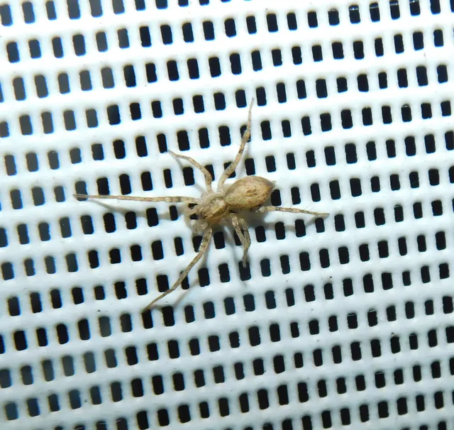 Anyphaena accentuata - jegyespók