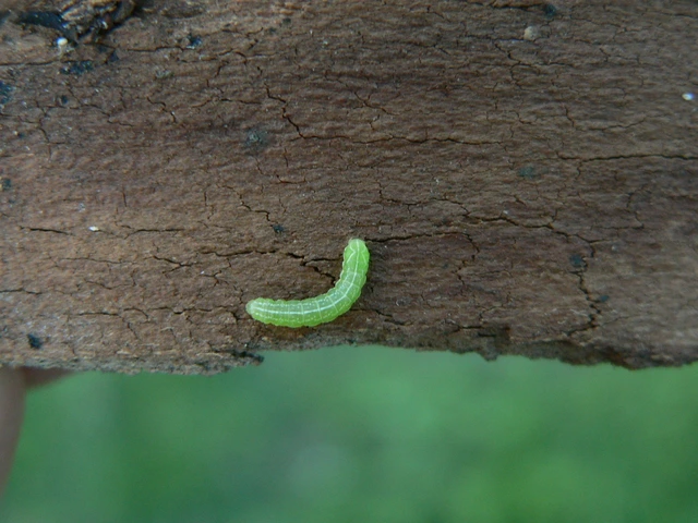 Amphipyra berbera/pyramidea