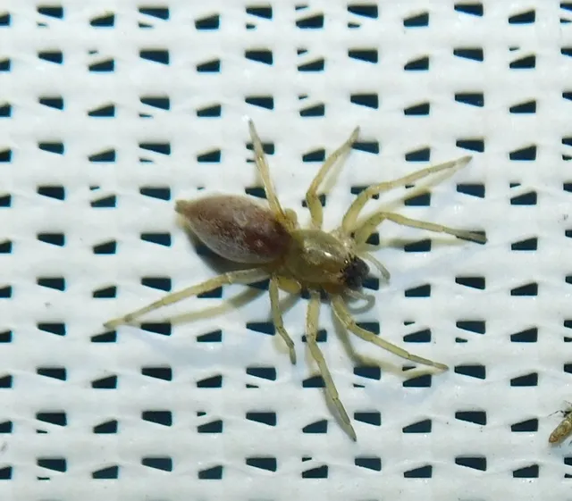 Clubiona