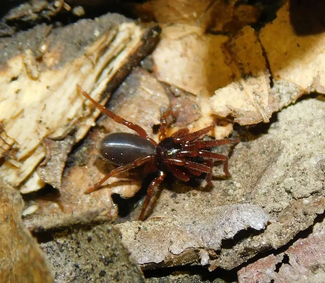 Dysderidae - fojtópókok