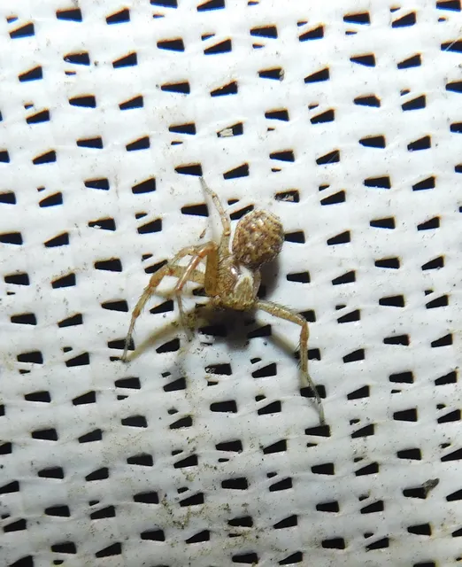 Xysticus