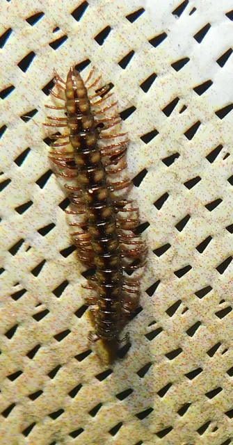 Diplopoda - Ikerszelvényesek