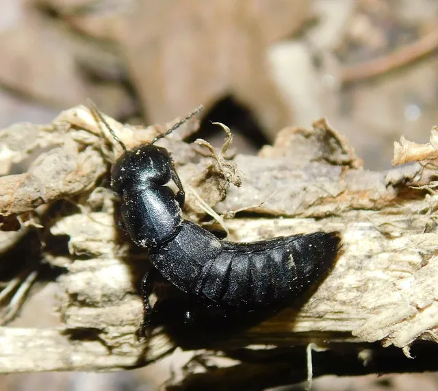 Ocypus nitens - fekete holyva