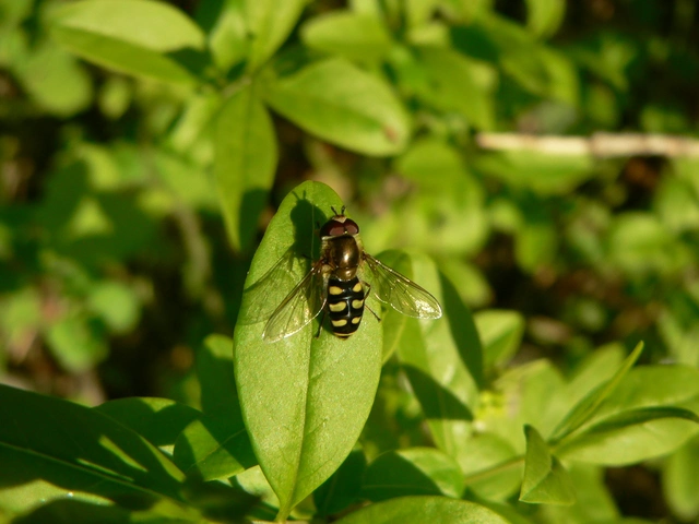 Eupeodes