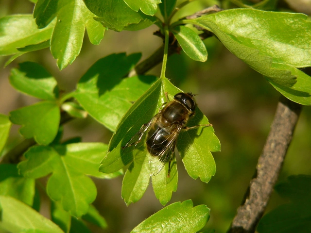 Eristalis