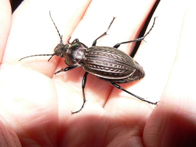 Carabus ulrichii - rezes futrinka