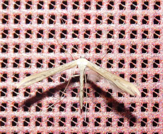 Emmelina monodactyla/argoteles