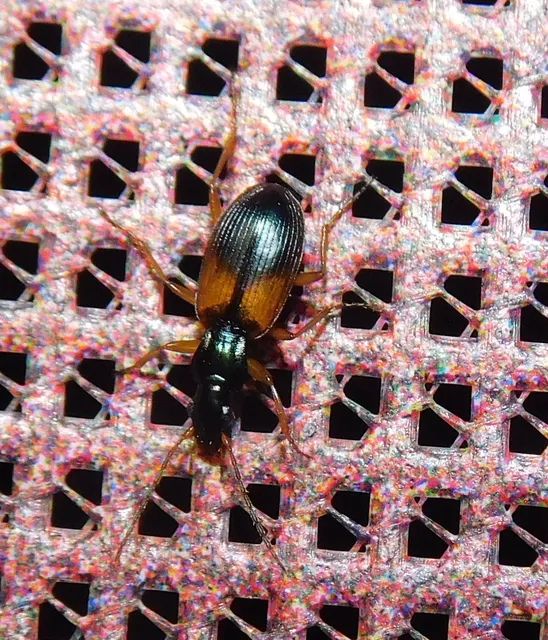 Anchomenus dorsalis - hátfoltos kisfutó