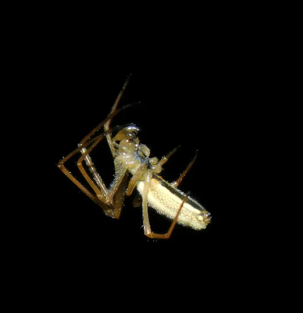 Tetragnatha