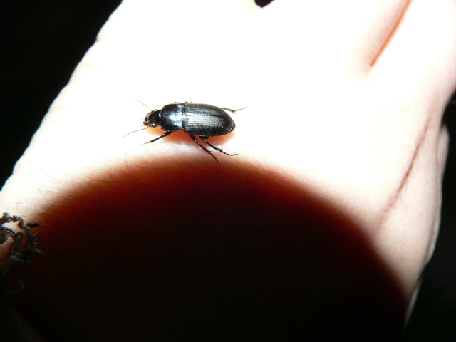 Harpalus caspius - keleti lomhafutó