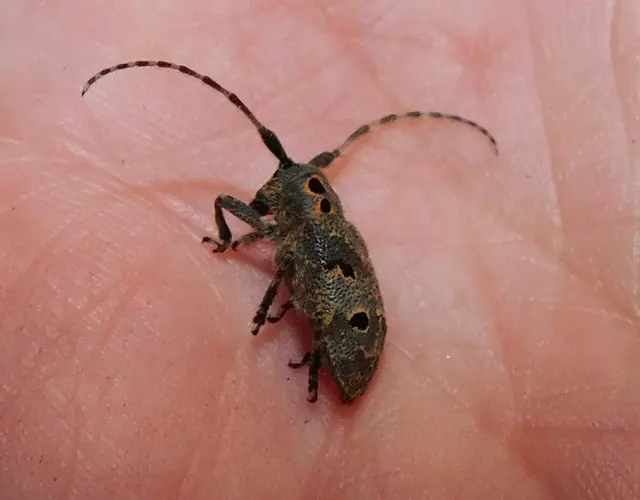 Mesosa curculionoides - szemfoltos cincér Mesosa curculionoides - szemfoltos cincér