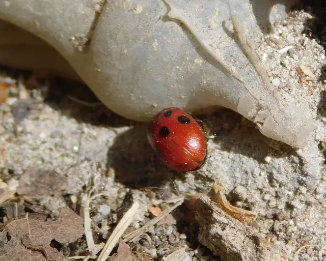 Gonioctena fornicata - közönséges lucernabogár