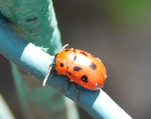 Gonioctena fornicata - közönséges lucernabogár