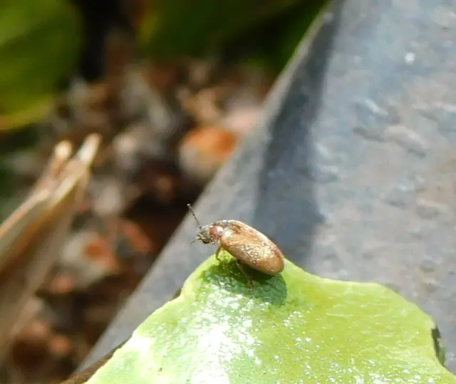 Scirtidae - rétbogárfélék