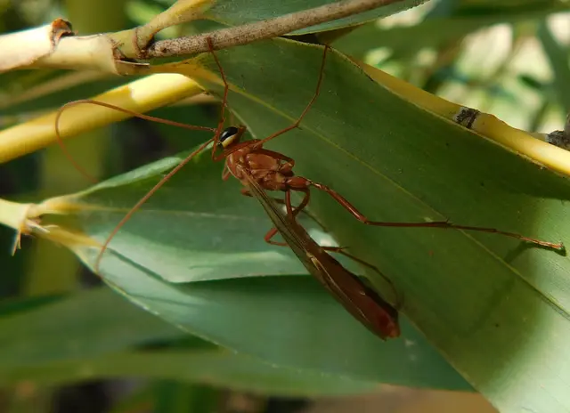 Ophion