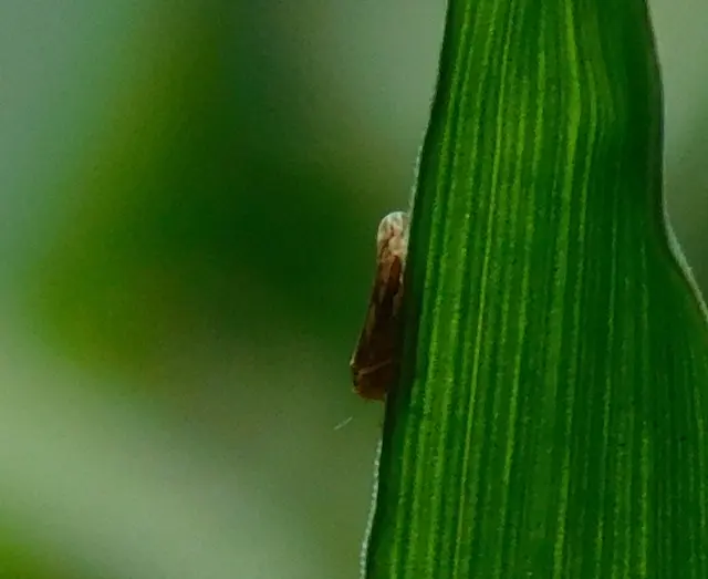Erasmoneura vulnerata