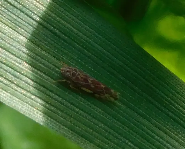 Erasmoneura vulnerata