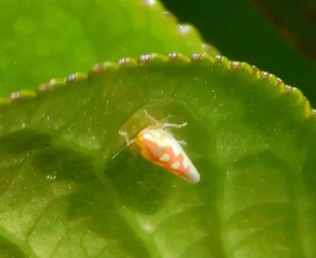Zygina
