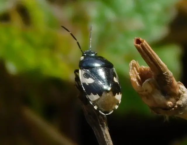 Tritomegas bicolor - foltos földipoloska