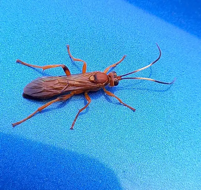 Lymantrichneumon disparis