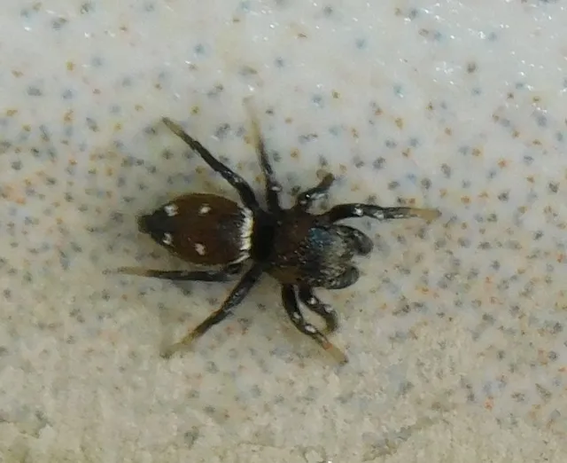 Heliophanus
