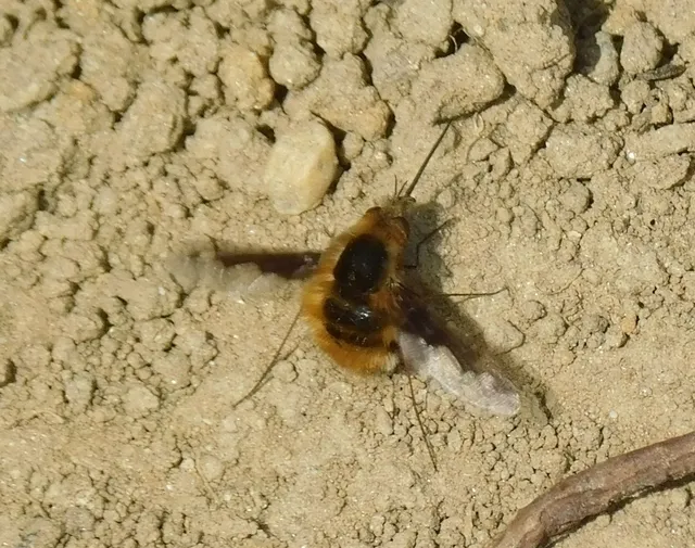 Bombylius major - szegélyes pöszörlégy