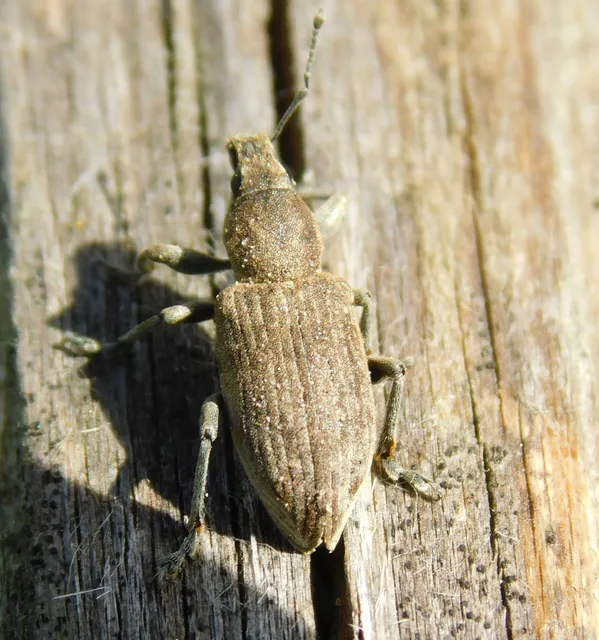 Tanymecus palliatus - közönséges hegyesfarúbarkó