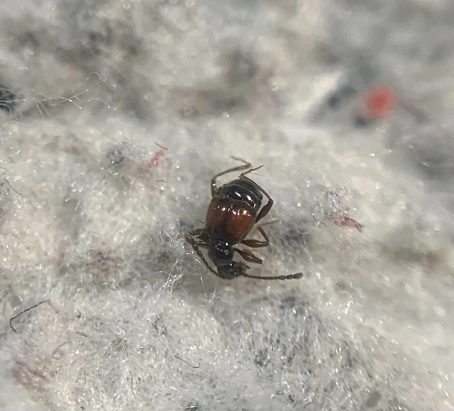 Rybaxis longicornis - vörösfedős tapogatósbogár