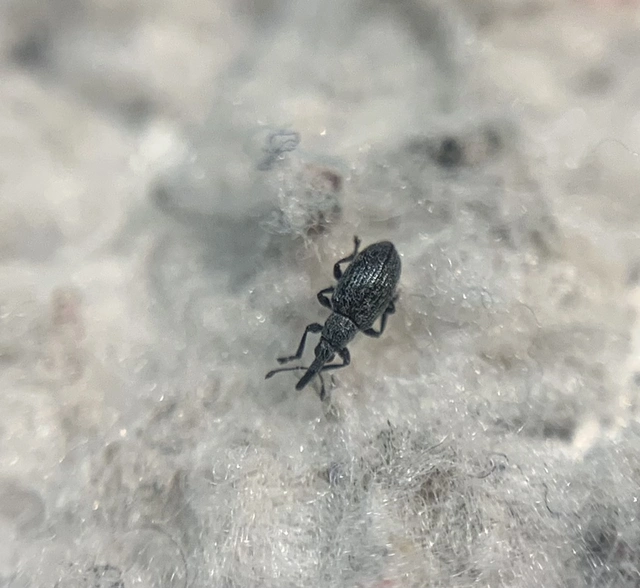 Catapion seniculus - lóhereszár-cickányormányos Catapion seniculus - lóhereszár-cickányormányos