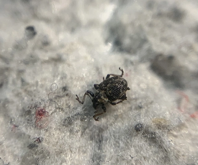 Pelenomus commari - közönséges keserűfű-ormányos