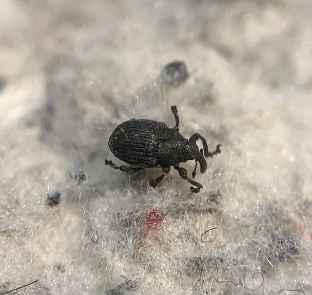 Glocianus distinctus - pitypang-gömbdedormányos
