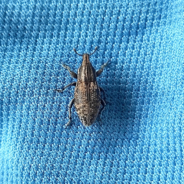 Pseudocleonus cinereus - hamvas barkó