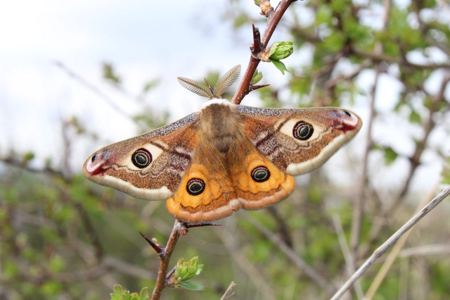 Saturnia pavoniella/pavonia
