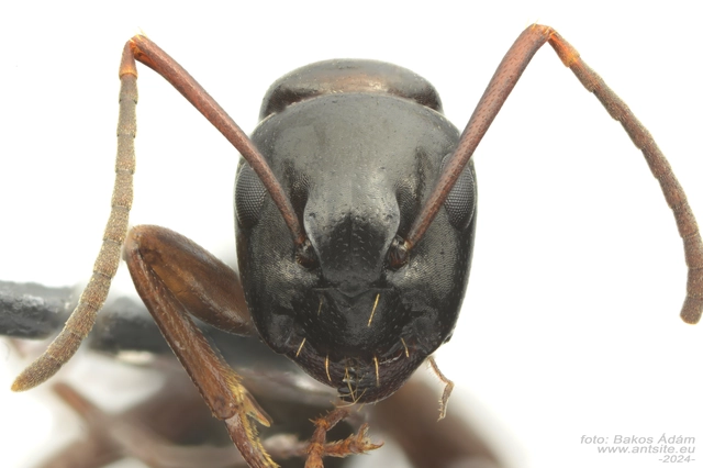 Camponotus fallax - ligeti lóhangya