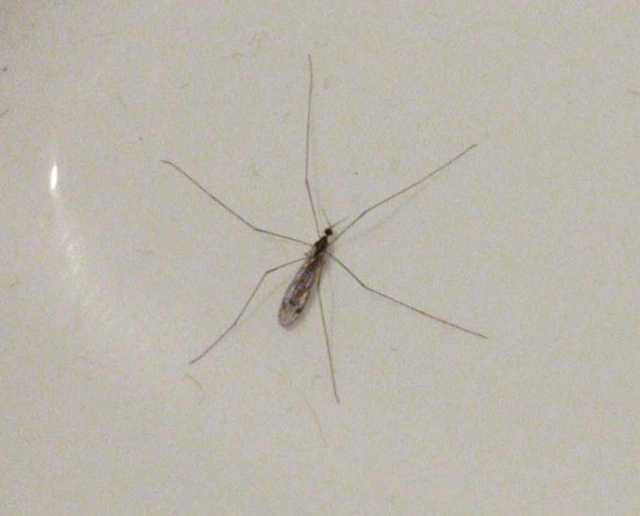 Atypophthalmus umbratus - oldalcsíkos üvegházi iszapszúnyog