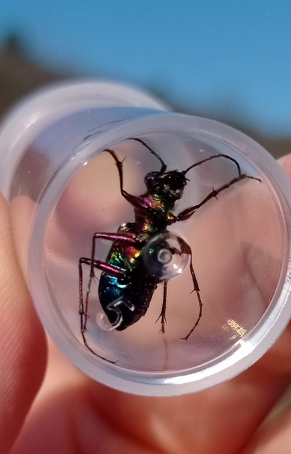 Cicindela campestris - mezei homokfutrinka