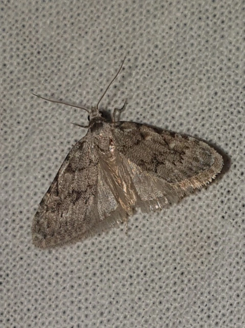 Nola cicatricalis - szürke pamacsosszövő