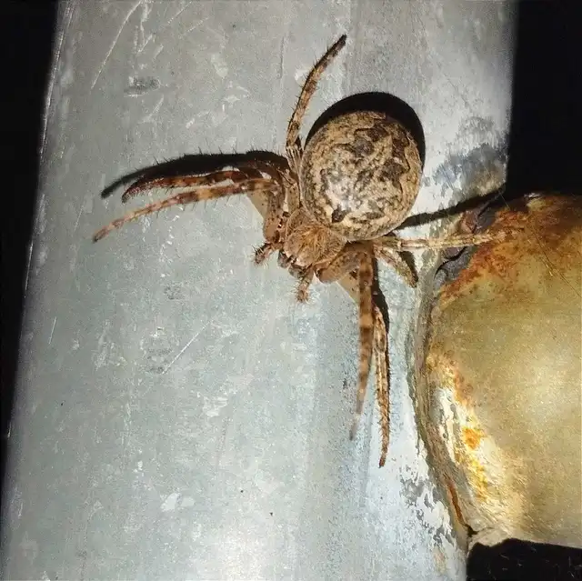 Larinioides ixobolus - ereszalji keresztespók