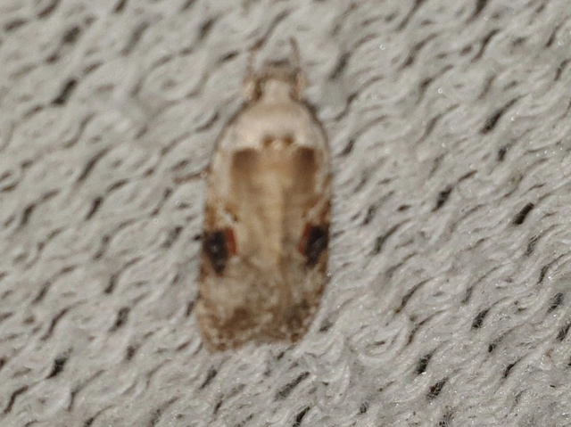 Agonopterix alstromeriana - bürök-laposmoly