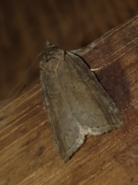Nycteola asiatica - nyárfa-trapézbagoly