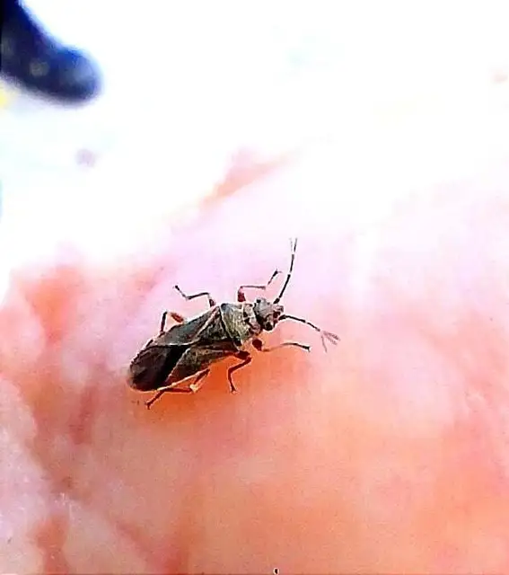 Arocatus longiceps - platánbodobács