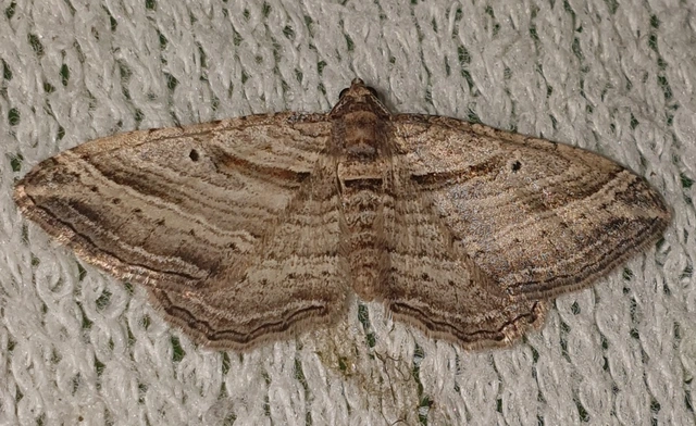 Costaconvexa polygrammata - soksávú araszoló