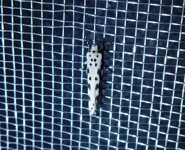 Ethmia