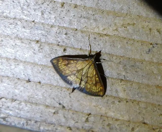 Ecpyrrhorrhoe rubiginalis - rozsdavörös tűzmoly
