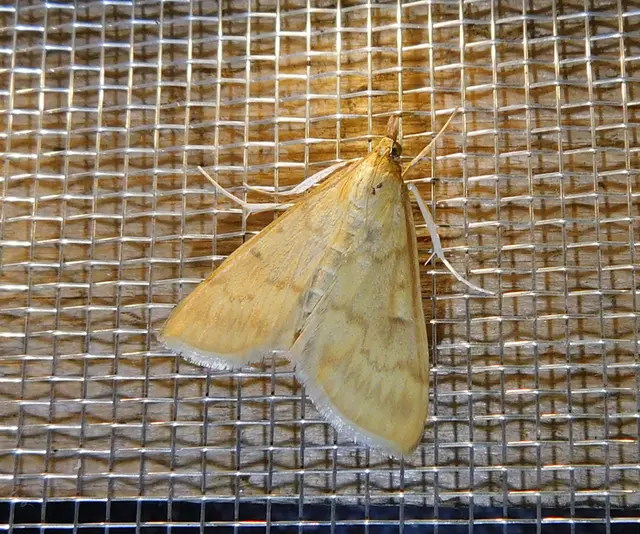 Ostrinia nubilalis - kukoricamoly