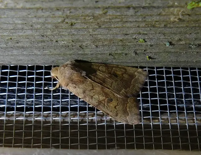 Sunira circellaris - okkersárga őszibagoly