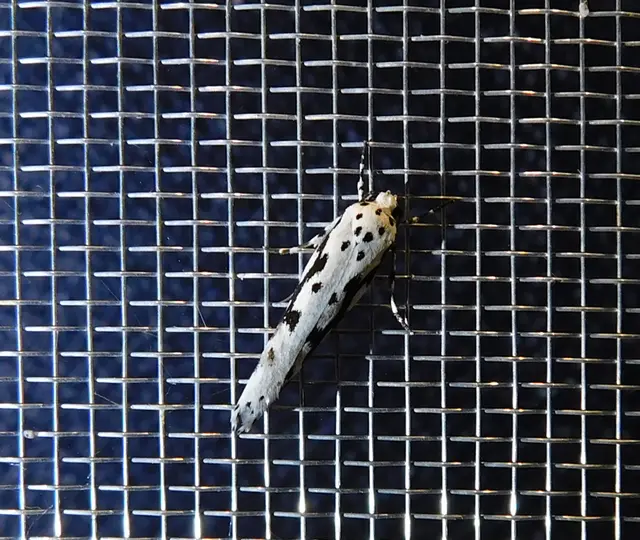 Ethmia